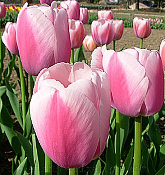 Тюльпан Олліоулесс 1 шт від компанії Квітучій сад у Великих Сорочинцях - фото 1