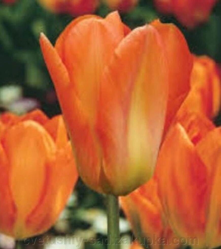 Тюльпан Оранж Брілиант 1 шт від компанії Квітучій сад у Великих Сорочинцях - фото 1
