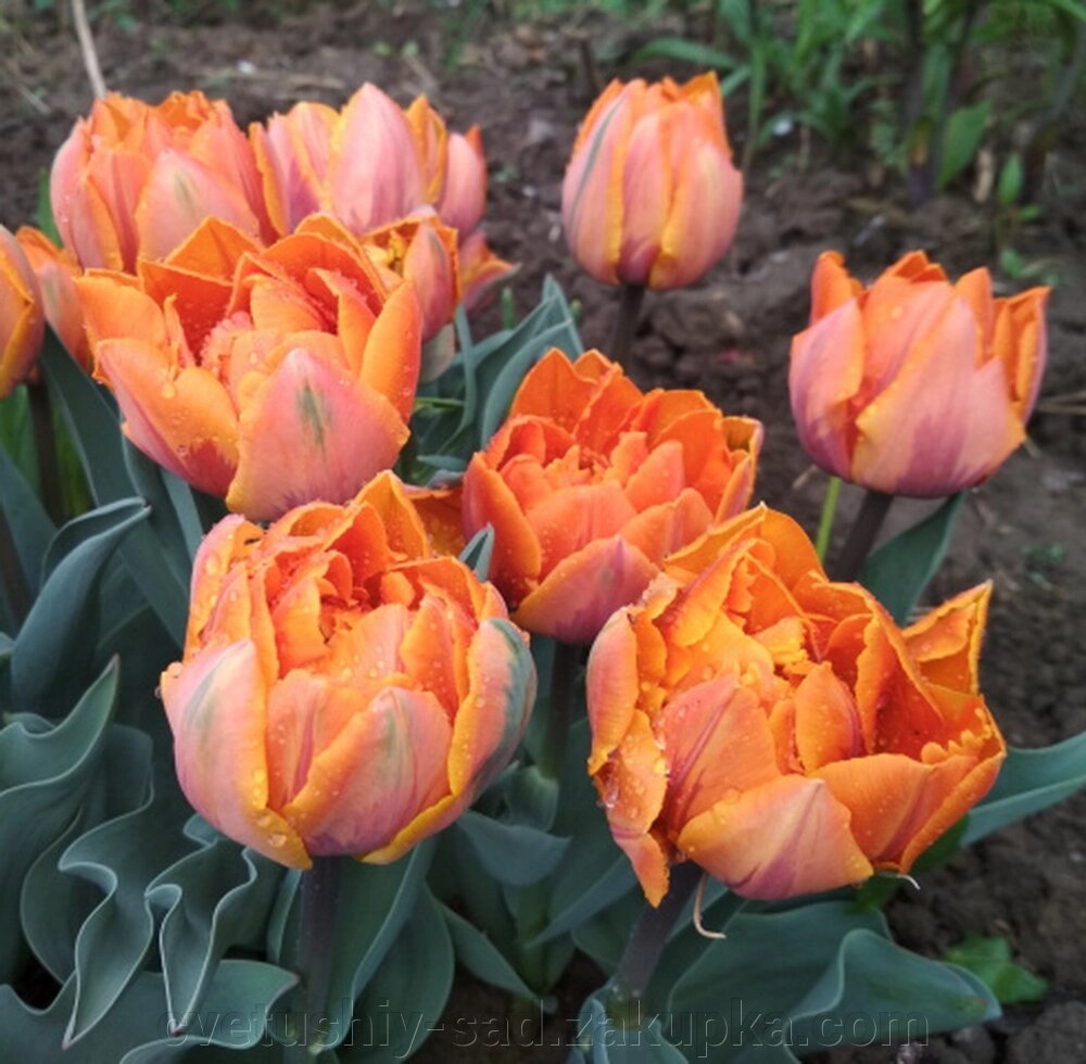 Тюльпан Оранж Принцес* від компанії Квітучій сад у Великих Сорочинцях - фото 1
