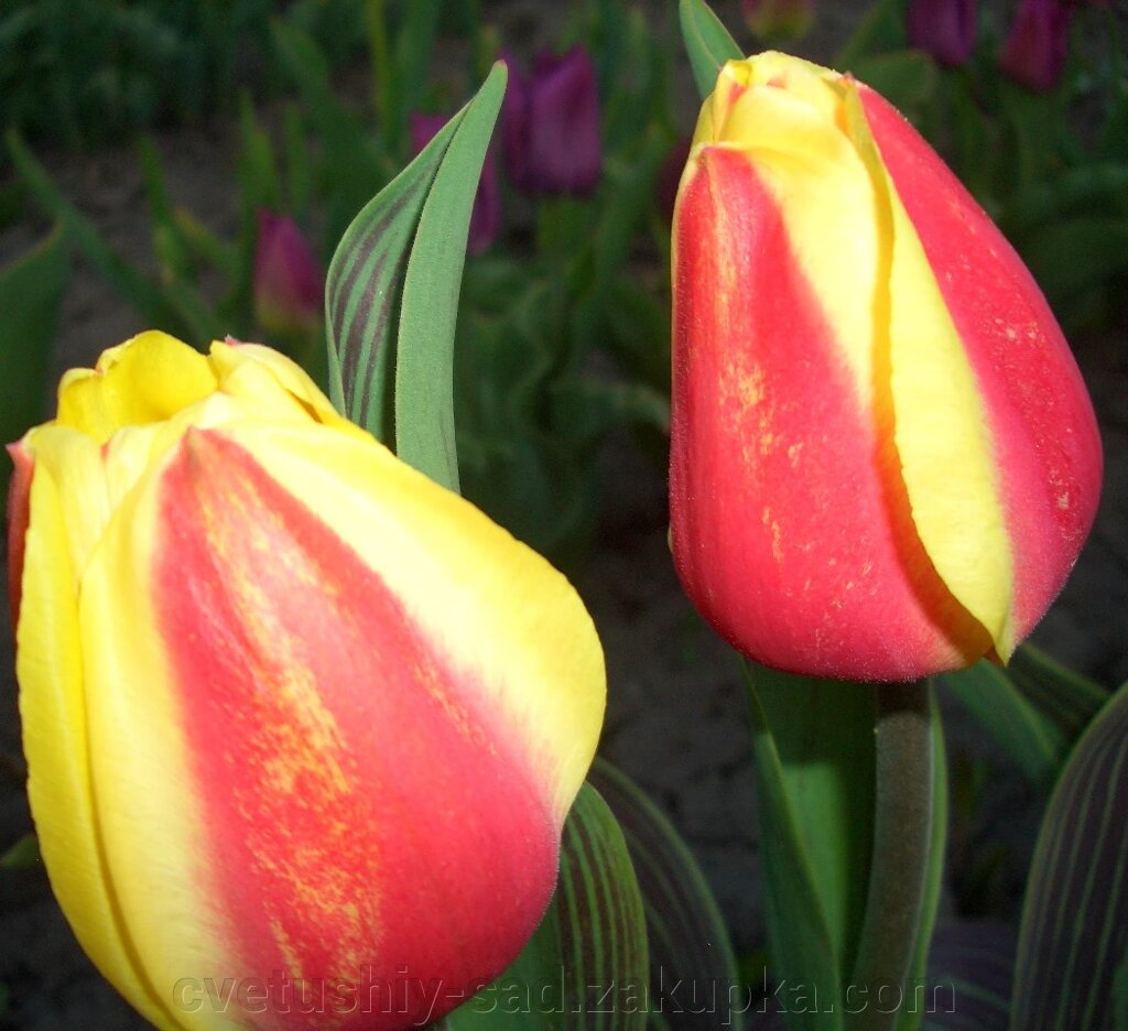 Тюльпан Орієнталь Сплендор 1 крупная від компанії Квітучій сад у Великих Сорочинцях - фото 1
