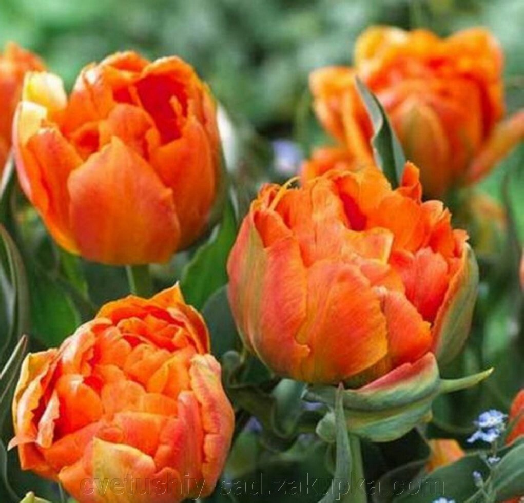Тюльпан Орка 1 шт від компанії Квітучій сад у Великих Сорочинцях - фото 1