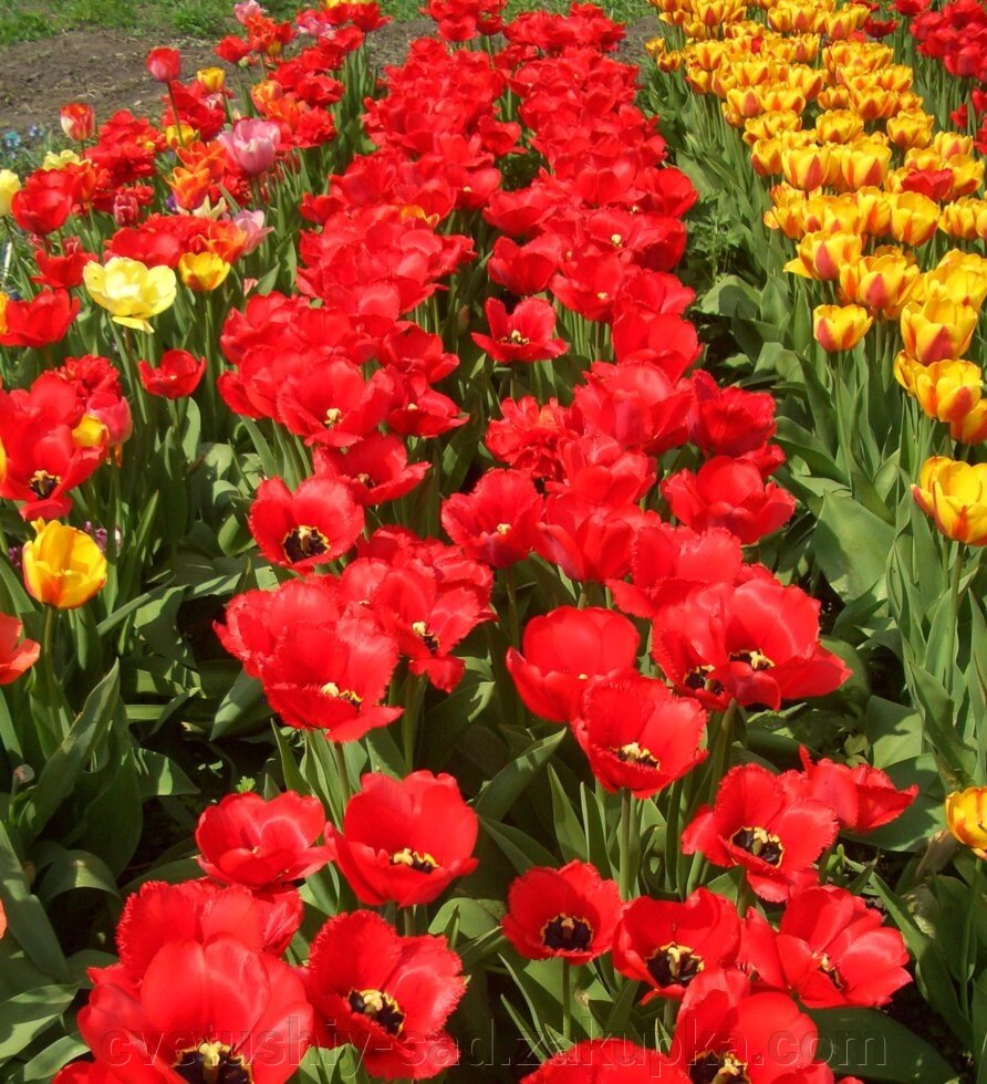 Тюльпан Парад 1 шт велика від компанії Квітучій сад у Великих Сорочинцях - фото 1