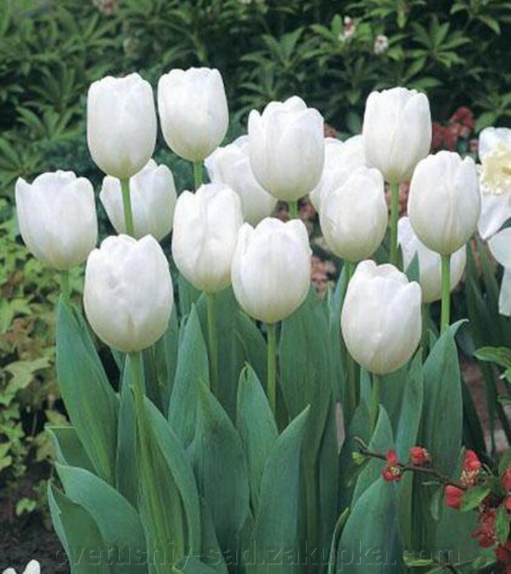 Тюльпан Пім Фортуна 1 шт від компанії Квітучій сад у Великих Сорочинцях - фото 1
