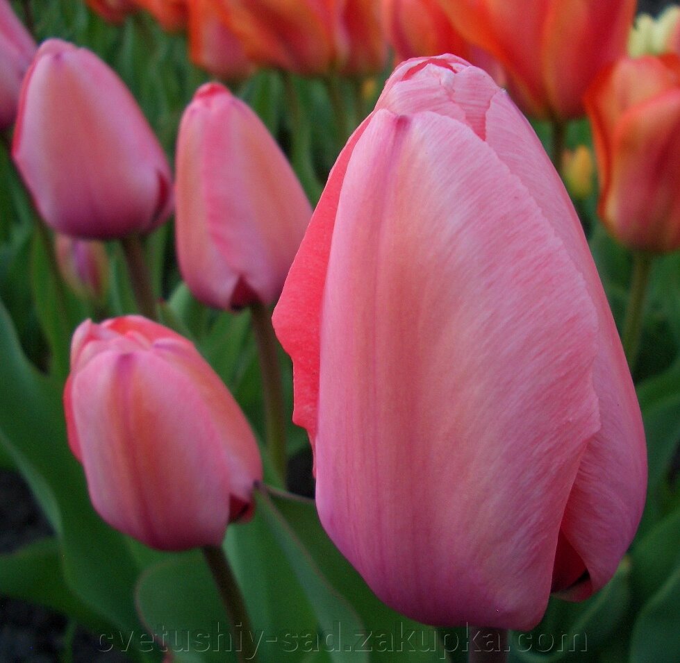 Тюльпан Пінк Імперіал 1шт від компанії Квітучій сад у Великих Сорочинцях - фото 1