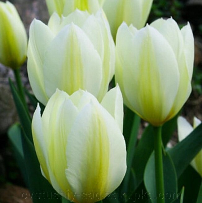 Тюльпан Пуріссіма від компанії Квітучій сад у Великих Сорочинцях - фото 1
