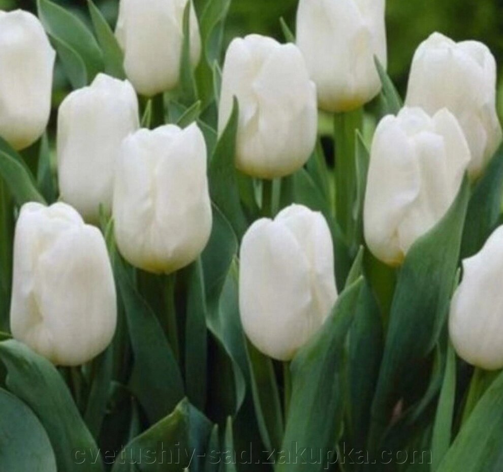 Тюльпан Роял Вірджін 1 шт від компанії Квітучій сад у Великих Сорочинцях - фото 1