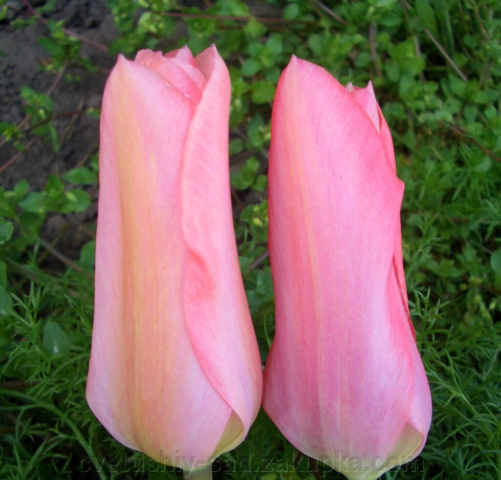 Тюльпан Розі Вінгс 1 шт від компанії Квітучій сад у Великих Сорочинцях - фото 1