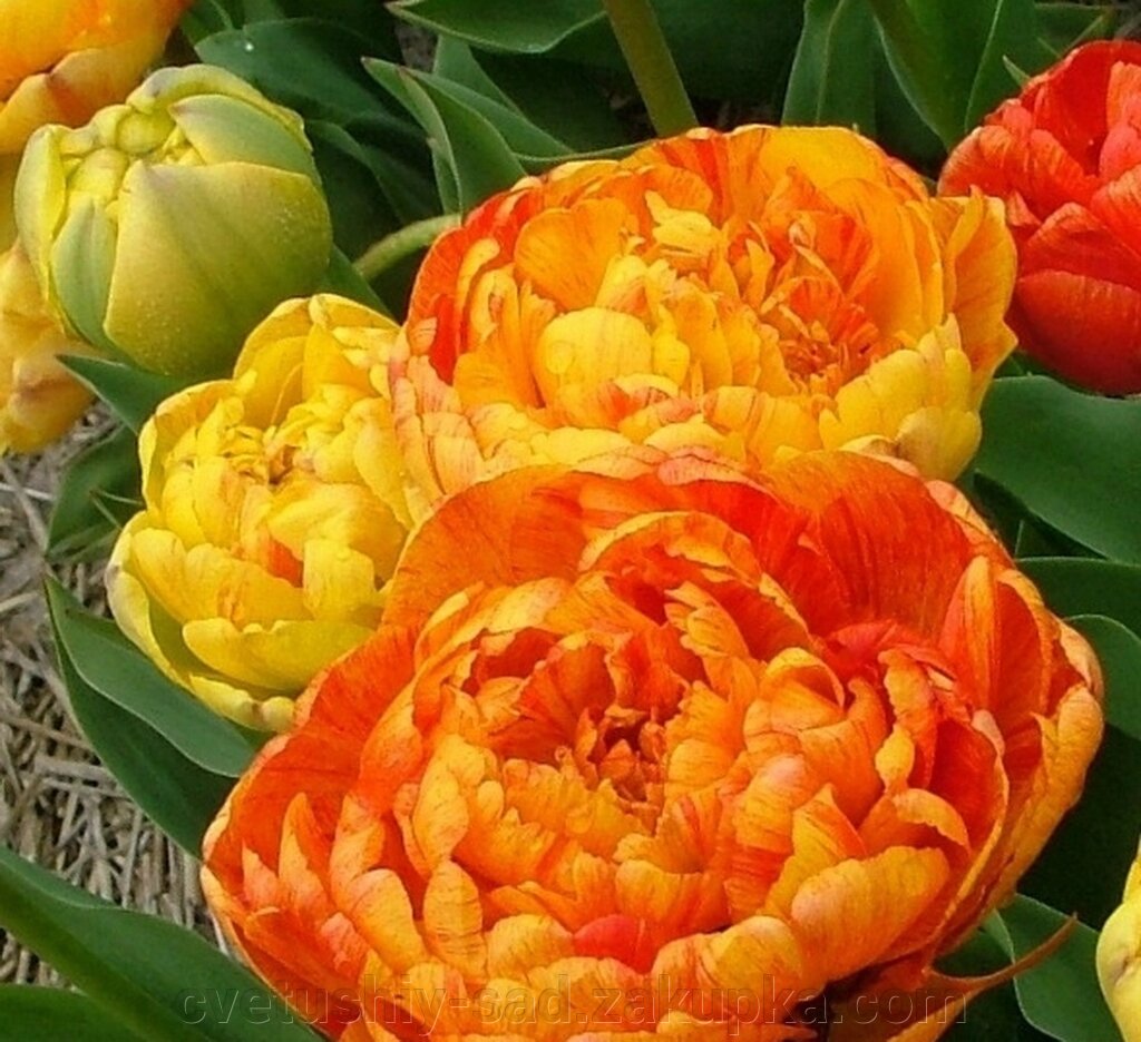 Тюльпан Санловер* від компанії Квітучій сад у Великих Сорочинцях - фото 1