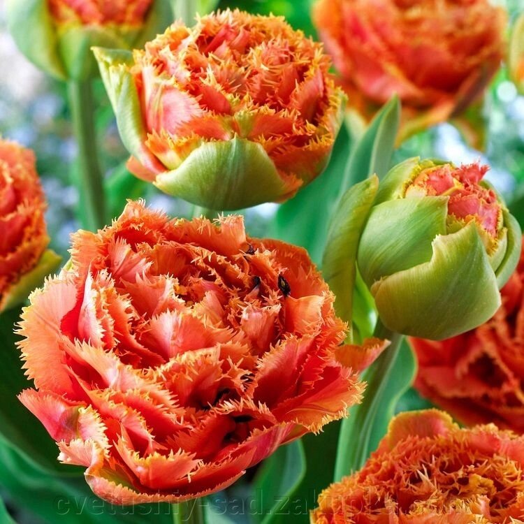Тюльпан Сенсуал Тач* від компанії Квітучій сад у Великих Сорочинцях - фото 1