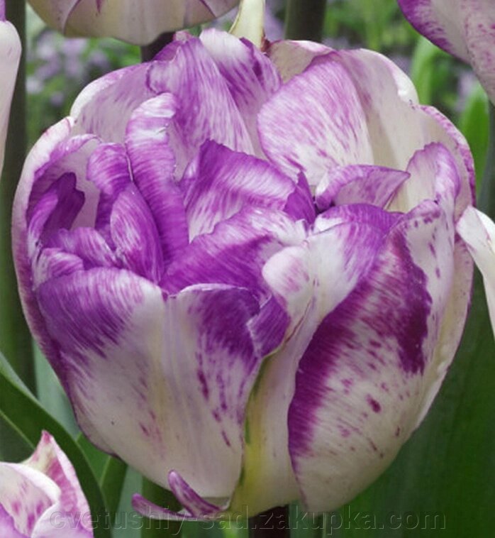 Тюльпан Ширлі Дабл* від компанії Квітучій сад у Великих Сорочинцях - фото 1
