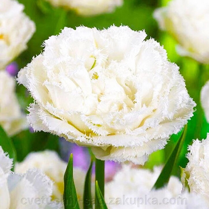 Тюльпан Сноу Кристал* від компанії Квітучій сад у Великих Сорочинцях - фото 1