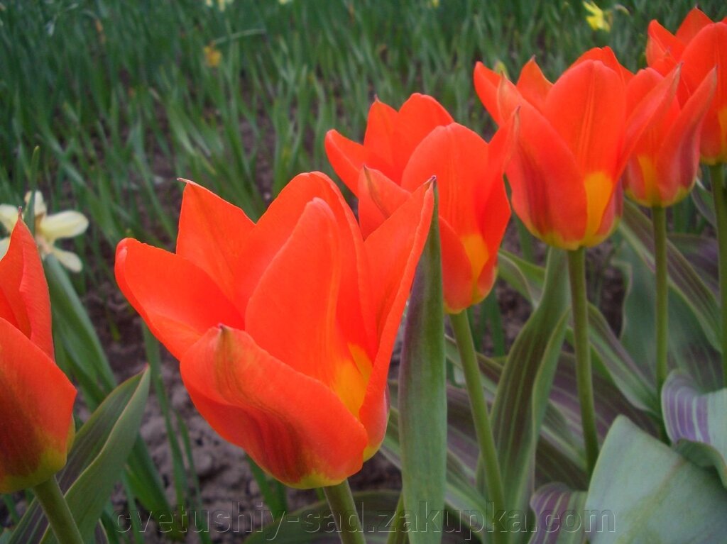 Тюльпан Свит Леди 1 шт від компанії Квітучій сад у Великих Сорочинцях - фото 1