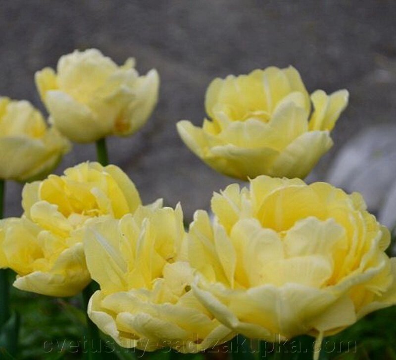 Тюльпан Верона* від компанії Квітучій сад у Великих Сорочинцях - фото 1