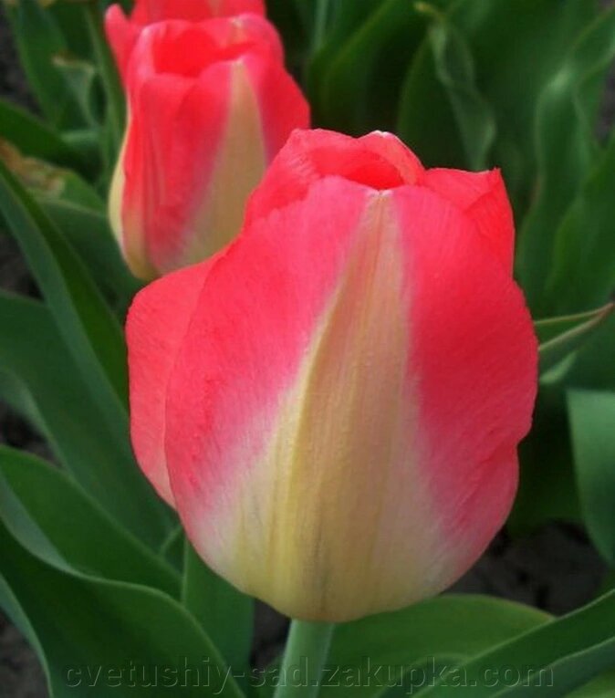 Тюльпан Юдіт Лейстер 1шт велика цибулина від компанії Квітучій сад у Великих Сорочинцях - фото 1
