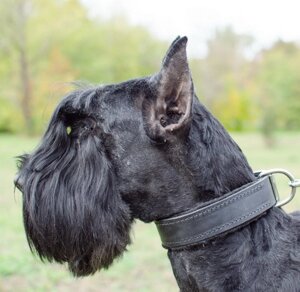 Нашийник з повстяної підкладкою "Lockdog" чорний в Києві от компании Elektromax