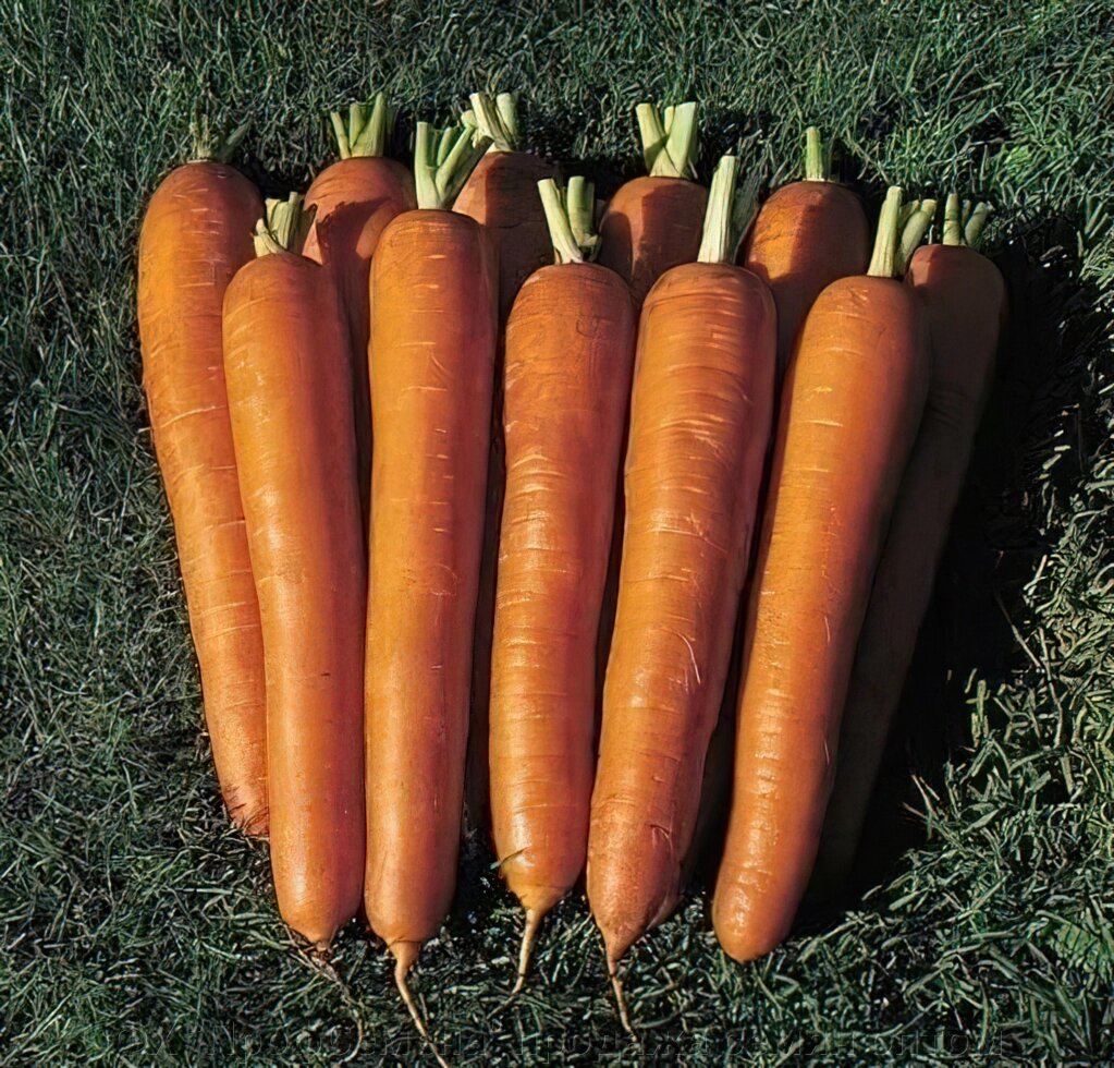 Морковь Красный Великан від компанії ФГ "ПрофСемена" - фото 1