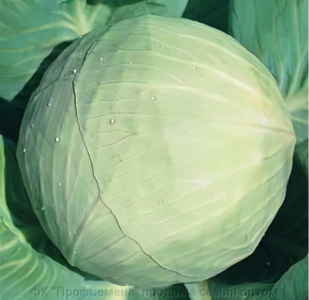 Насіння білокачанної капусти Білосніжка, вагова від компанії ФГ "ПрофСемена" - фото 1