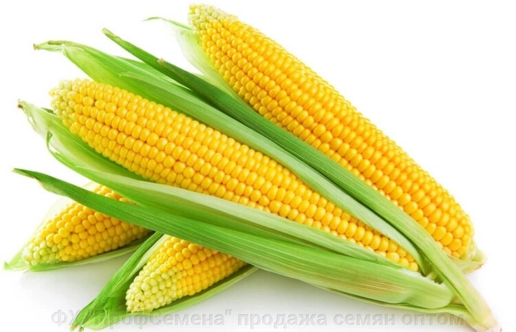 Насіння цукрової кукурудзи Лакомка ціна оптом 40 грн за кг від компанії ФГ "ПрофСемена" - фото 1