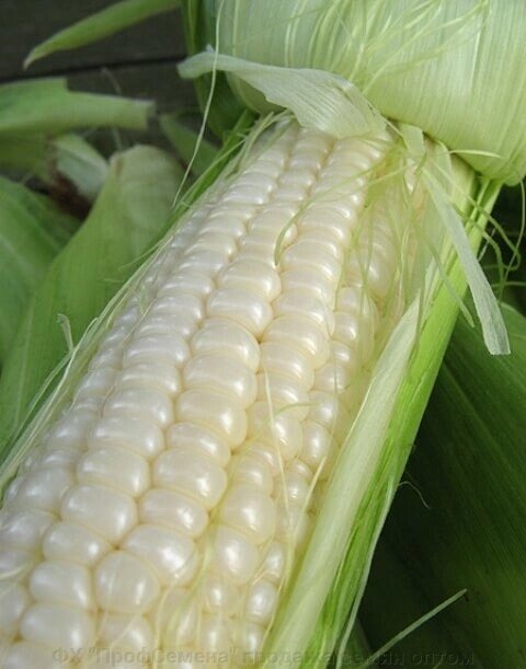 Насіння кукурудзи цукрової Снігова королева 100г від компанії ФГ "ПрофСемена" - фото 1