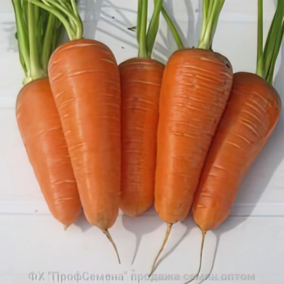 Насіння моркви, сорт Оленка від компанії ФГ "ПрофСемена" - фото 1