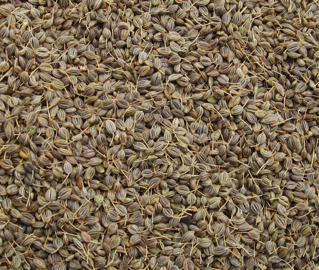 Насіння Петрушки Кучерявої 500 грамм від компанії ФГ "ПрофСемена" - фото 1