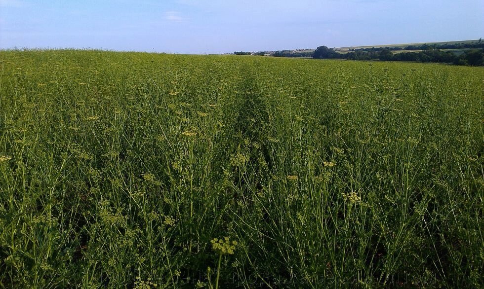 Насіння петрушки сорт Карнавал від компанії ФГ "ПрофСемена" - фото 1