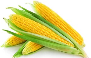 Семена сахарной кукурузы Лакомка 40 грн от 30 кг