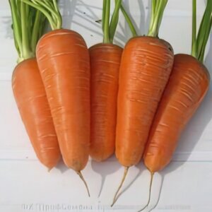 Насіння моркви, сорт Оленка