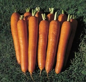 Морква Червоний Велетень