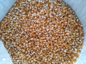 Насіння Кукурудзи сорт Лакомка ціна оптом 40 грн