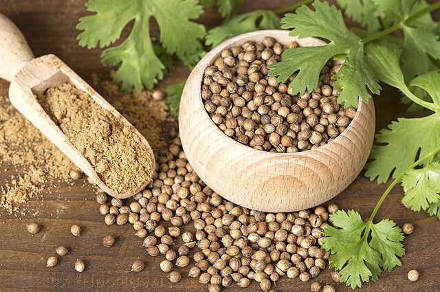 Coriandrum sativum.