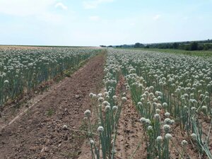 Насіння цибулі Халцедон