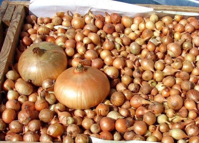 Цибуля сівок Штутті 100г 8-21мм ТОР Onions від компанії Сад та Город - фото 1