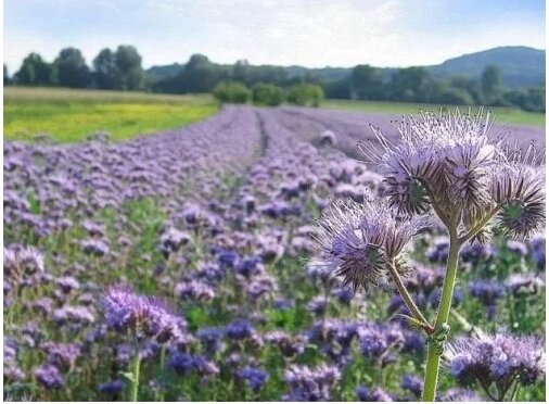 Насіння Кормові трави Фацелія 10г від компанії Сад та Город - фото 1