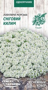 Квіти алісум сніжний килим