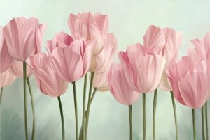 Tulips 3