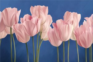 Tulips 4