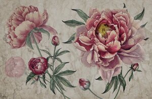 Pink Peony №2