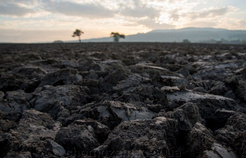Переваги чорнозему перед іншими типами ґрунту - фото pic_80e2b02aa48bb7e19bb02f2822288b23_1920x9000_1.jpg