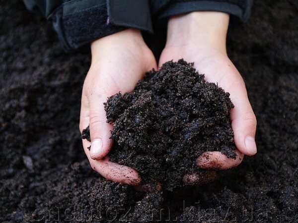 Використання чорнозему: від сільського господарства до ландшафтного дизайну - фото pic_c26fa918917e3ed9e709f31116cfb40f_1920x9000_1.jpg