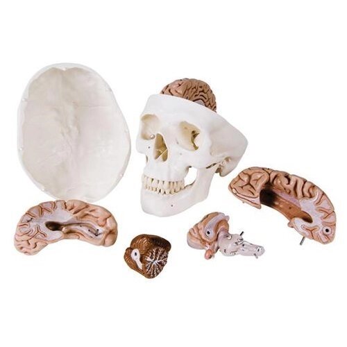 Анатомічна модель черепа людини з мозком від компанії Компанія "Алмедика" - фото 1