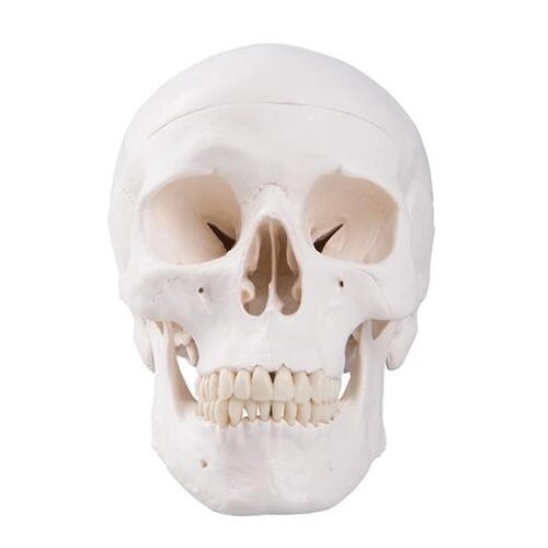 Анатомічна модель черепа людини від компанії Компанія "Алмедика" - фото 1