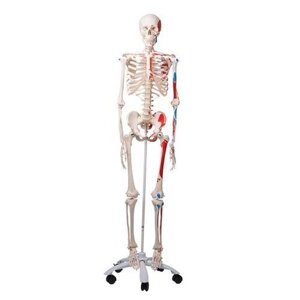 Анатомічна модель скелета людини з м'язами Макс