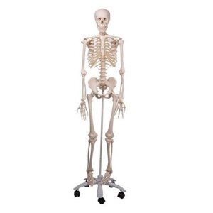 Анатомічна модель скелета людини Стен