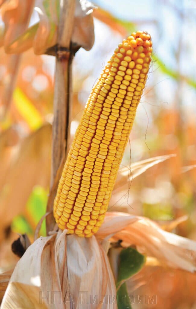 Насіння кукурудзи ДБ Хотин. ФАО 250. + відео від компанії НПА Пілігрим - фото 1