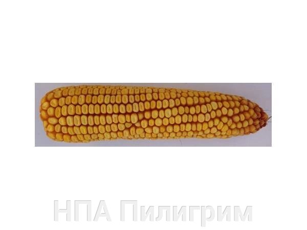 Насіння кукурудзи ДБ Лада. ФАО 190 від компанії НПА Пілігрим - фото 1