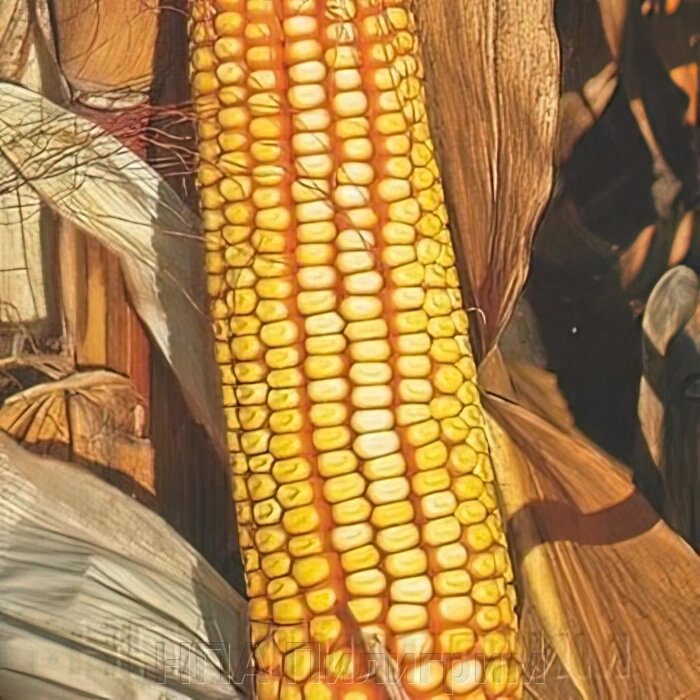 Насіння кукурудзи ДН Астра. ФАО 270 від компанії НПА Пілігрим - фото 1
