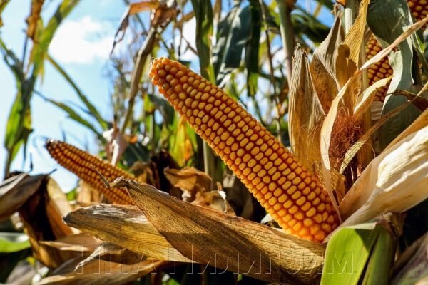 Насіння кукурудзи "ДН Булат". ФАО 350 від компанії НПА Пілігрим - фото 1