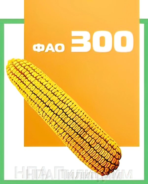 Насіння кукурудзи ДН Днiпро. ФАО 300 від компанії НПА Пілігрим - фото 1