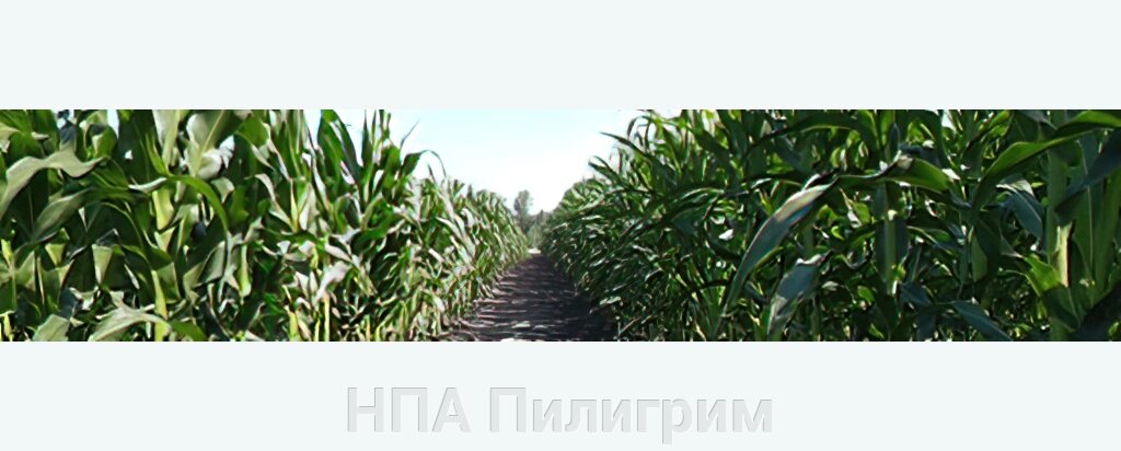 Насіння кукурудзи ДН Олена ФАО 440 від компанії НПА Пілігрим - фото 1